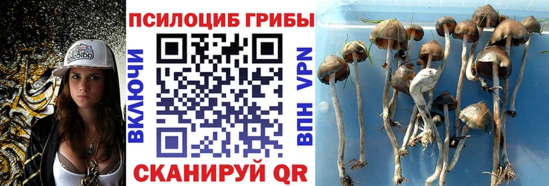 дарнет шоп  Минусинск  Галлюциногенные грибы прущие грибы 